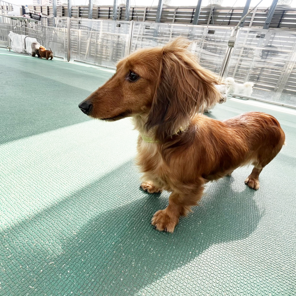生徒が撮影したモデル犬たち♪②